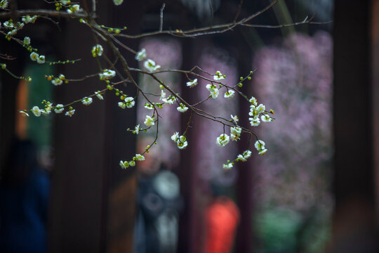 江苏省南京市梅花山春天