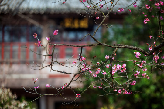 江苏省南京市梅花山春天