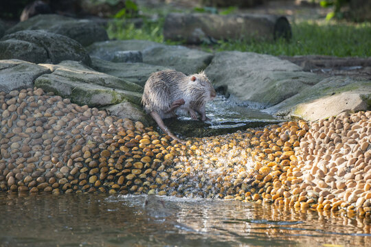 洗澡的海狸鼠