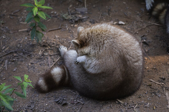 小浣熊