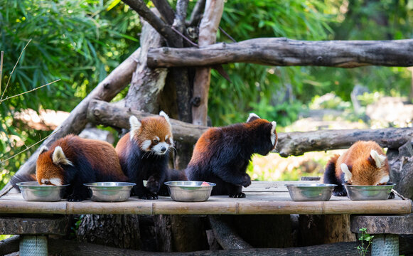 专心干饭小熊猫