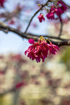 春日阳光一树盛开的福建山樱花