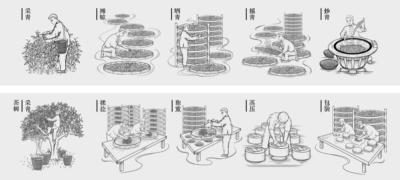 普洱茶制茶工艺流程图长卷