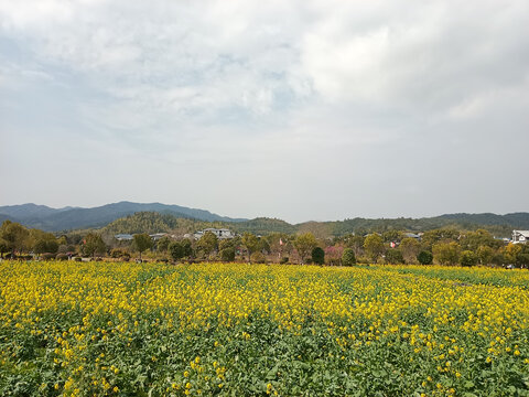 油菜花盛开