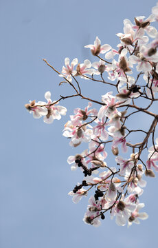 春天蓝色天空下的白色玉兰花