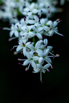 小蜡花