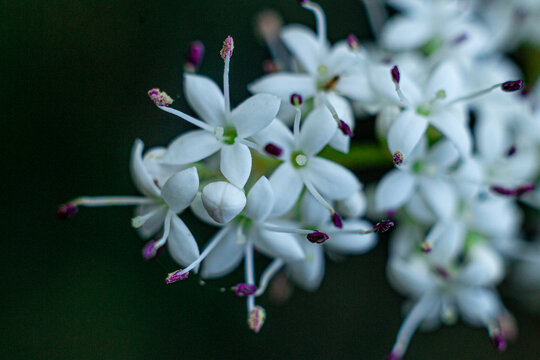 花卉特写