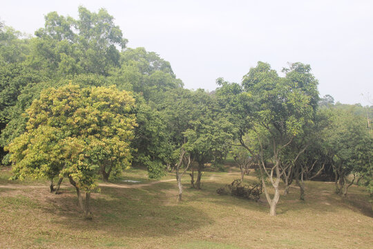 广东东莞荔枝树