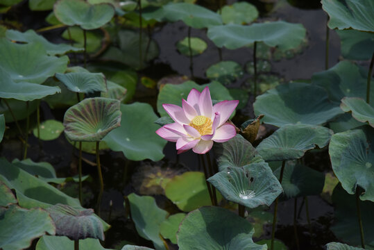 广东东莞荷花