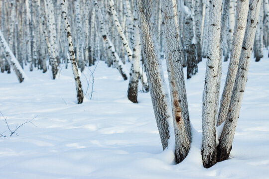 冬天白桦树林