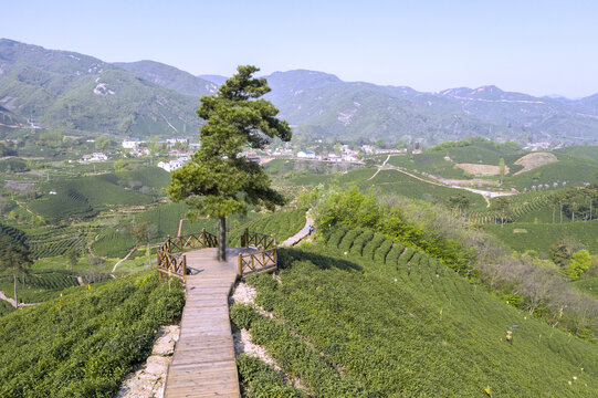 信阳浉河港茶山