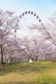 樱花季节