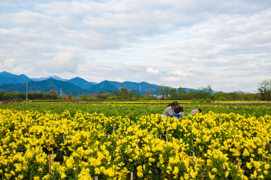 皖南山村菊花田