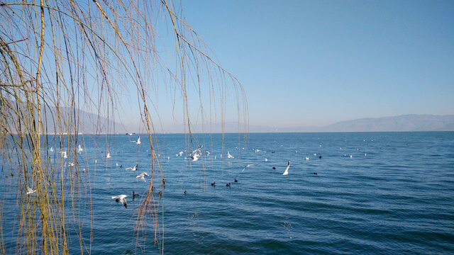 冬天洱海湖面上的鸽子