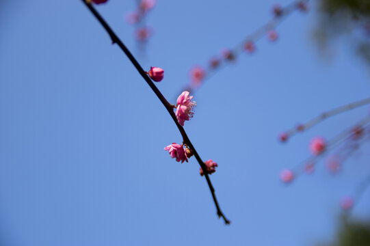 红梅特写