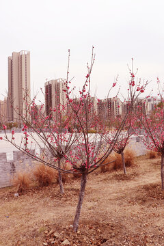 芳香四溢的桃花正在盛开