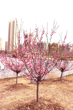 桃树正在开花