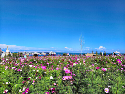 花海