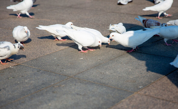 广场上的白色和平鸽