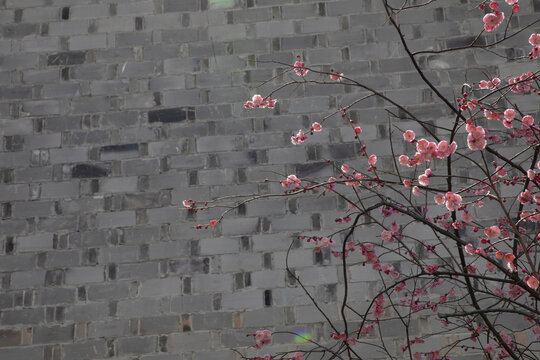 梅花在中式庭院园林盛开