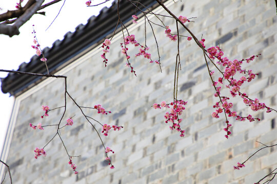 梅花在中式庭院园林盛开