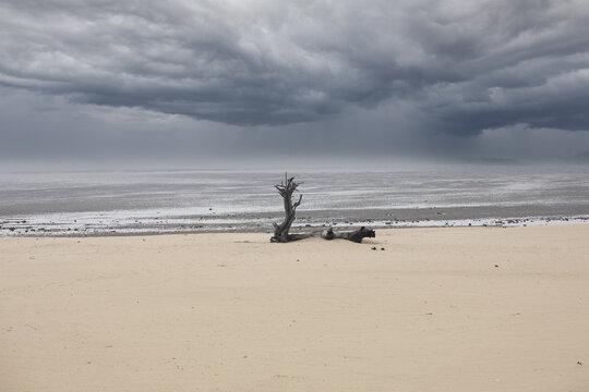 海边沙滩里孤独的枯木