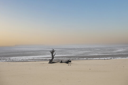 海边沙滩里孤独的枯木