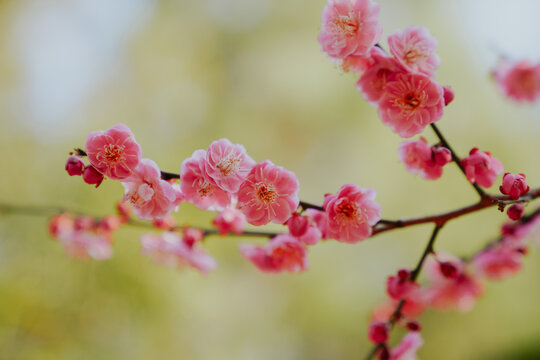 上海世纪公园梅花