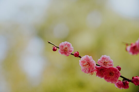 上海世纪公园梅花