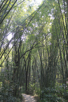 竹林小路