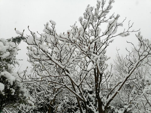 雪压枝头