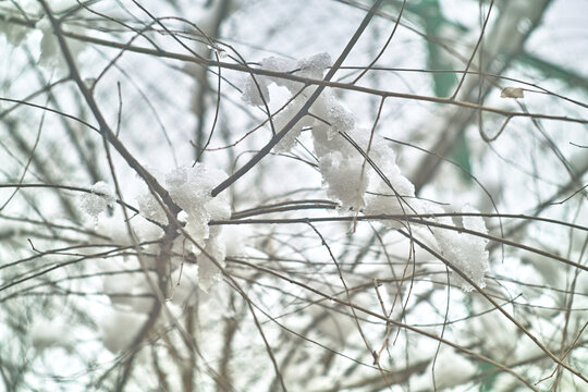 白雪枝头