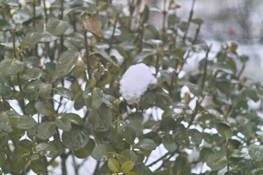 白雪压枝