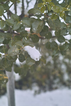 白雪压枝