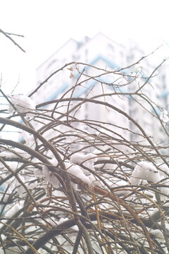 雪挂枝头