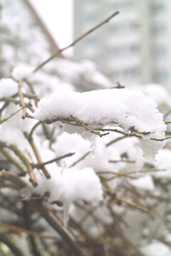 雪上枝头