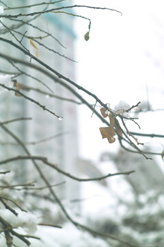 雪上枝头