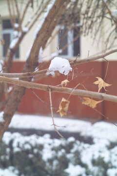 雪中黄叶