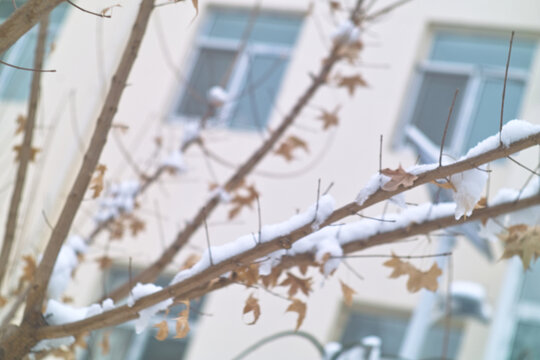 雪中黄叶