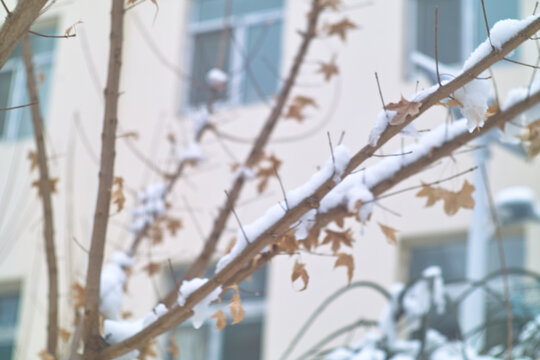 雪中黄叶