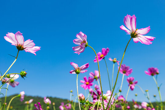 唯美格桑花特写