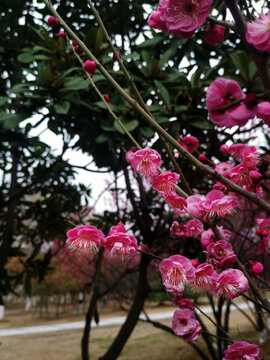 高清腊梅花卉