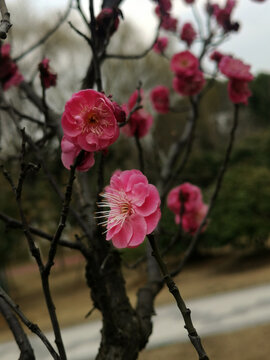 高清梅花特写