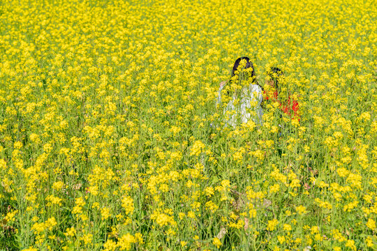 田园油菜花