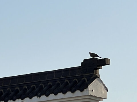 屋檐上的鸽子