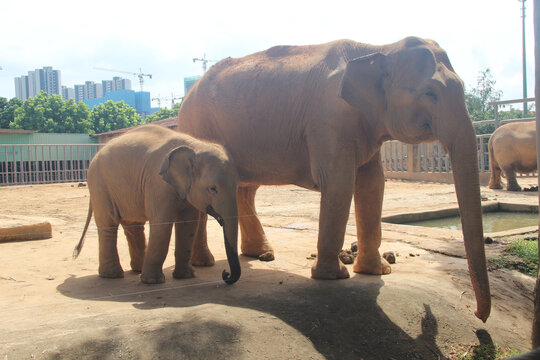 广东东莞香市动物园亚洲象