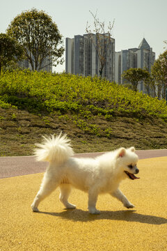 日本尖嘴犬