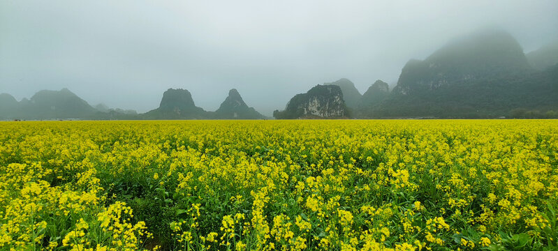 油菜花田