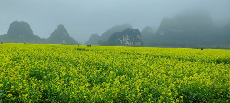 油菜花