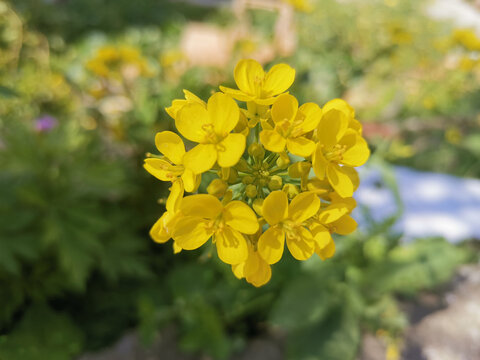油菜花